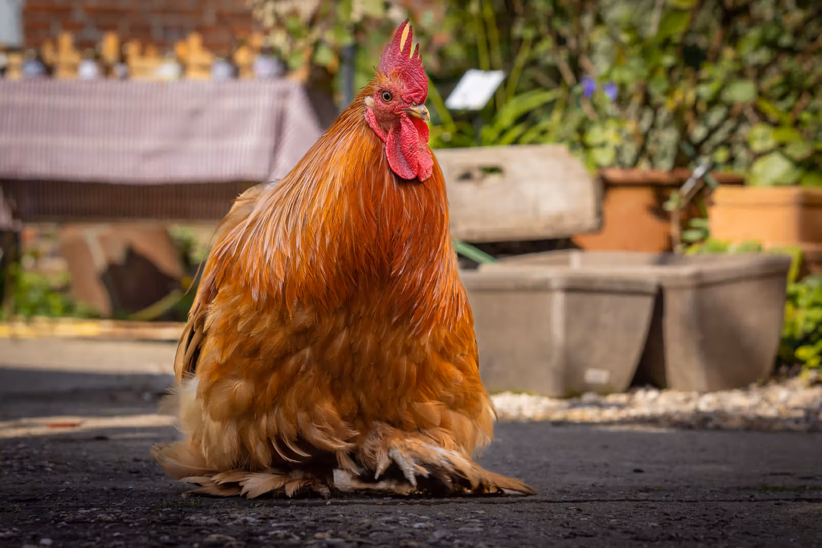 Roodbruine haan in tuin