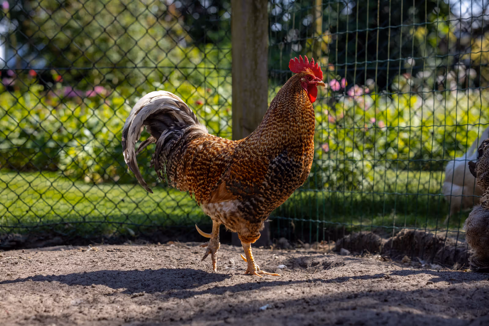 Haan in zonnige tuin