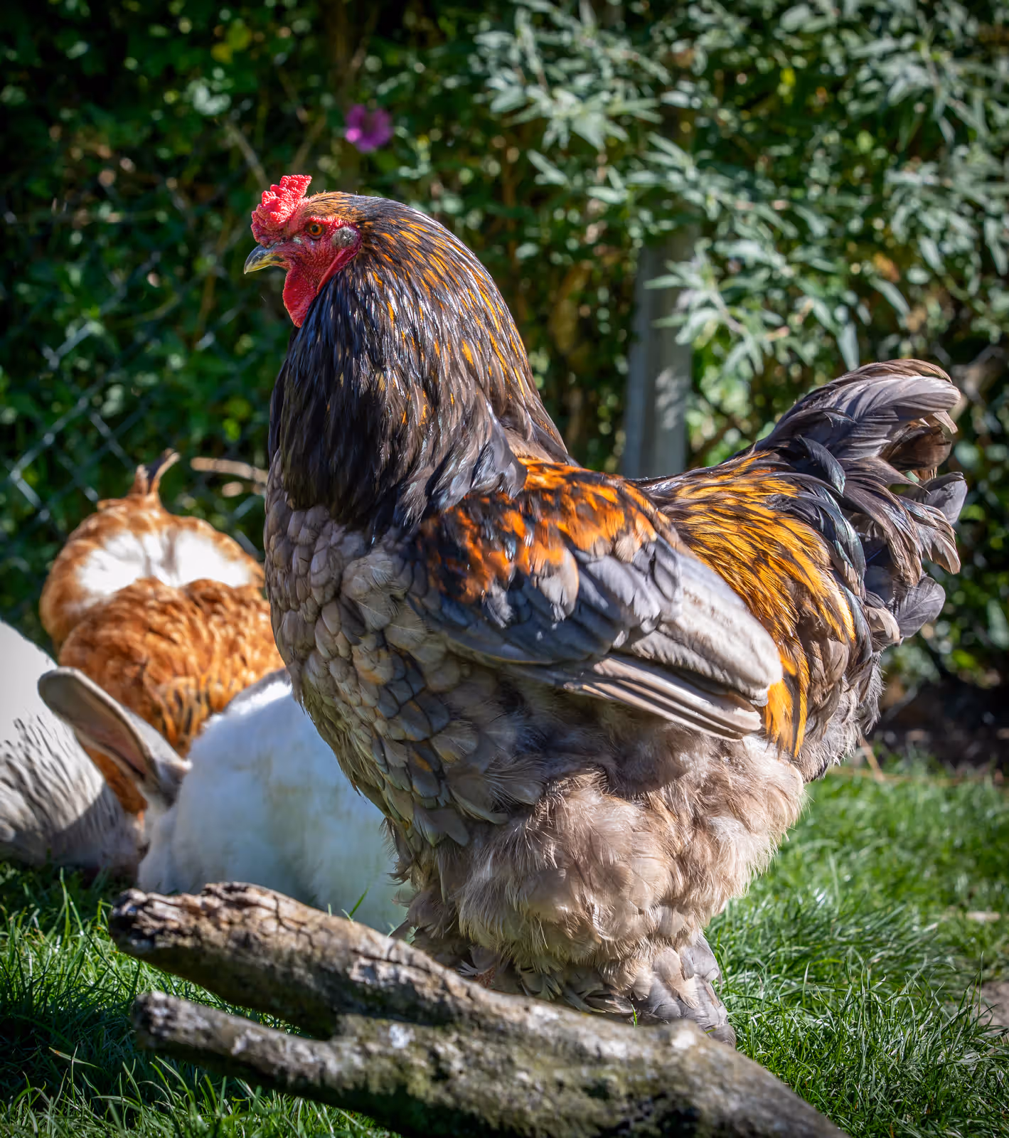 Kleurrijke haan in tuin