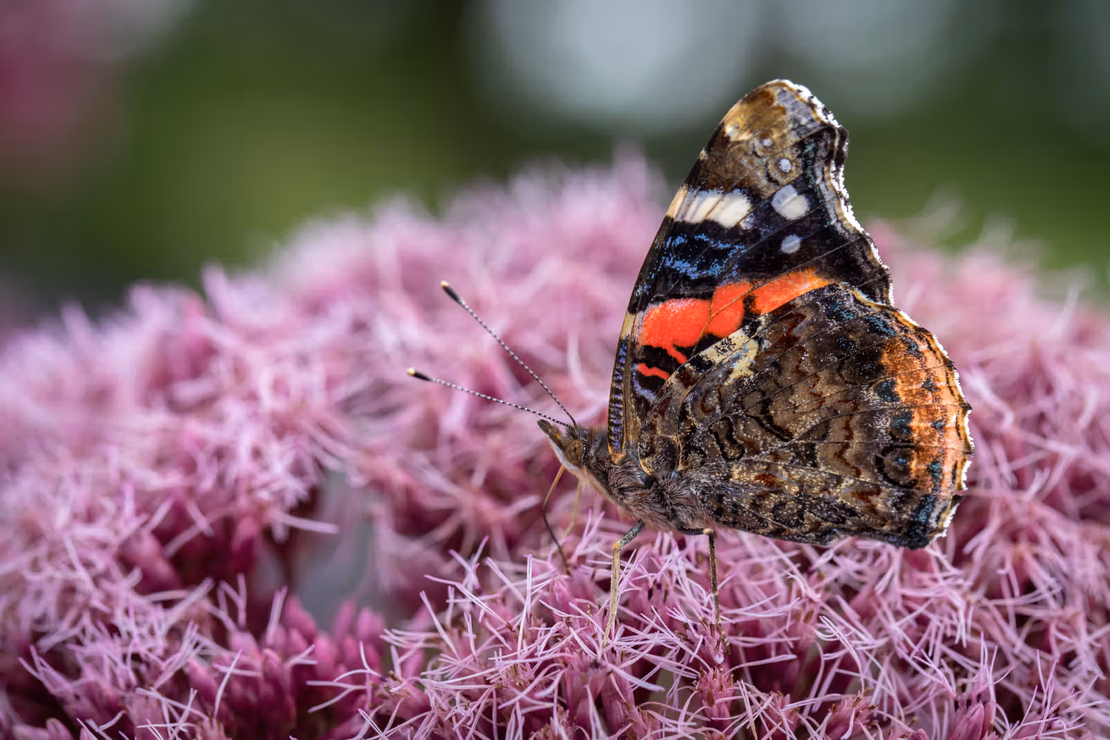 Vlinder op roze bloemen