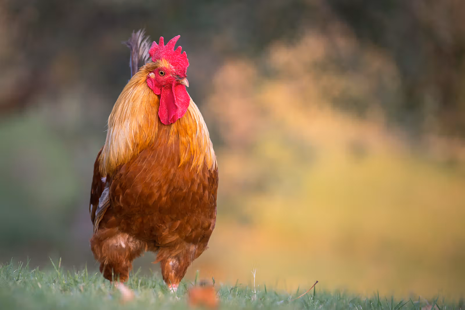 Trotse haan op gras