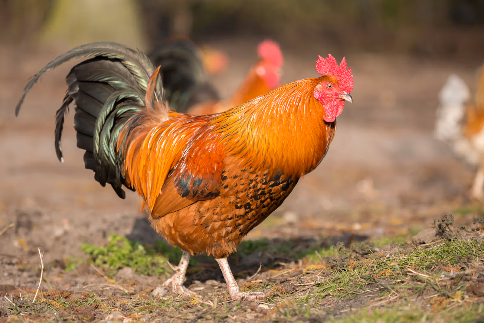 Kleurrijke haan op erf