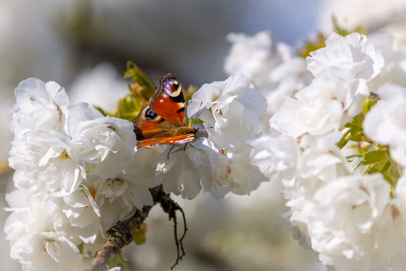 Vlinder op witte bloesem