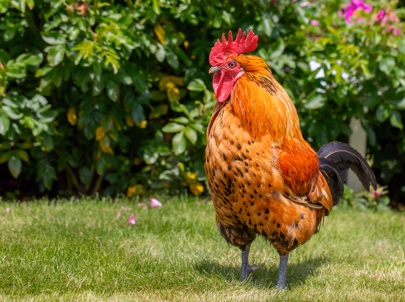 Haan in tuin