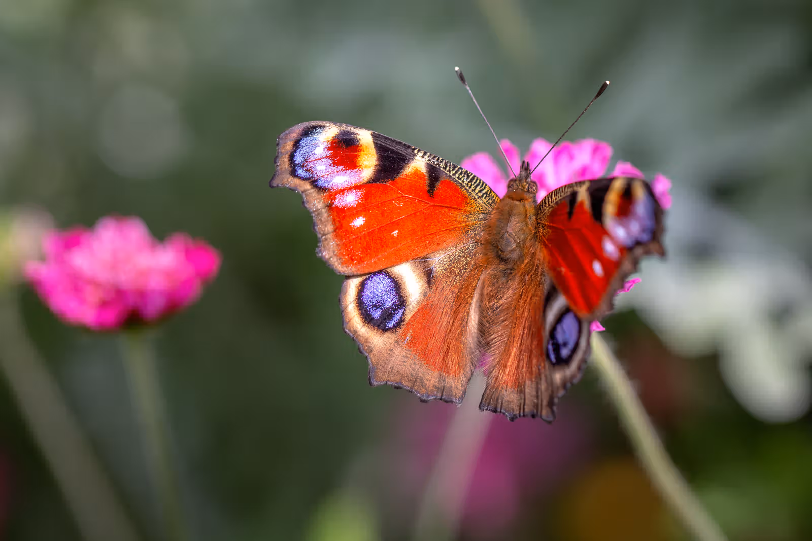 Vlinder op bloem