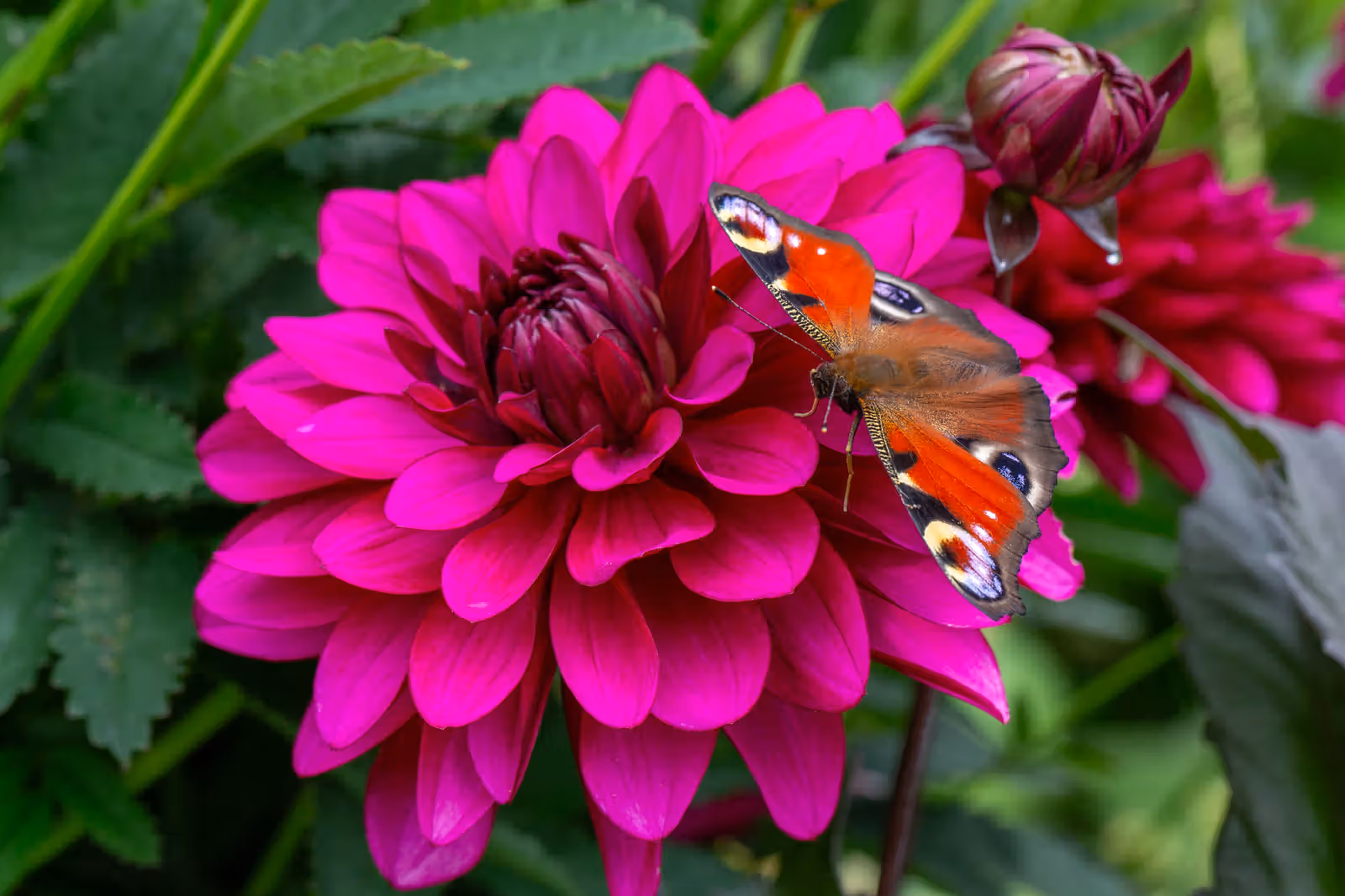 Vlinder op fuchsia bloem