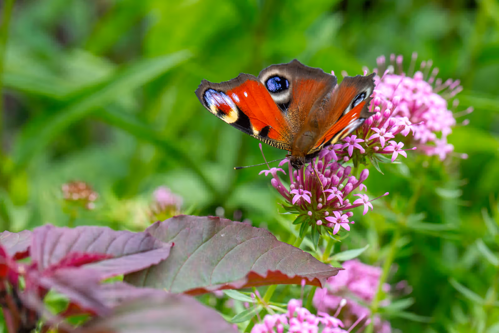 Vlinder op paarse bloem