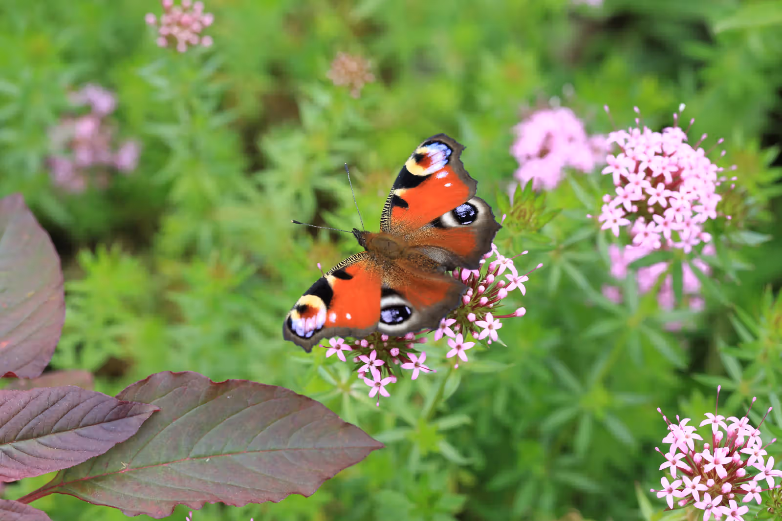 Dagpauwoog op roze bloemen
