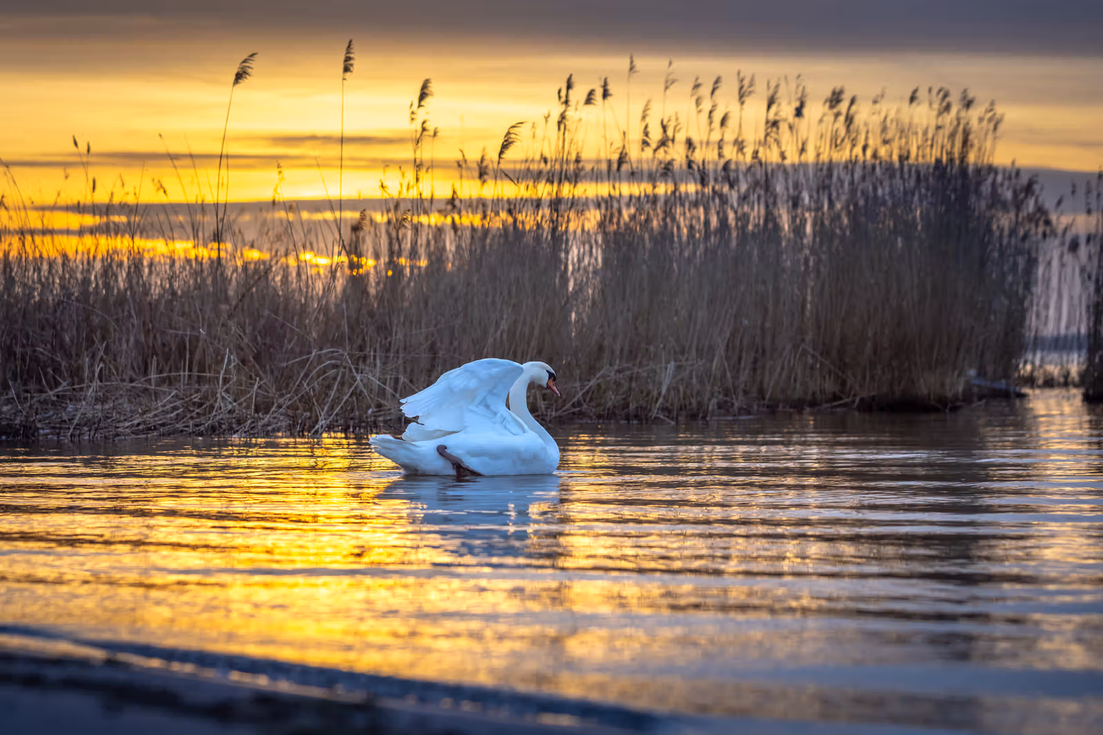 Zwaan in gouden avondlicht