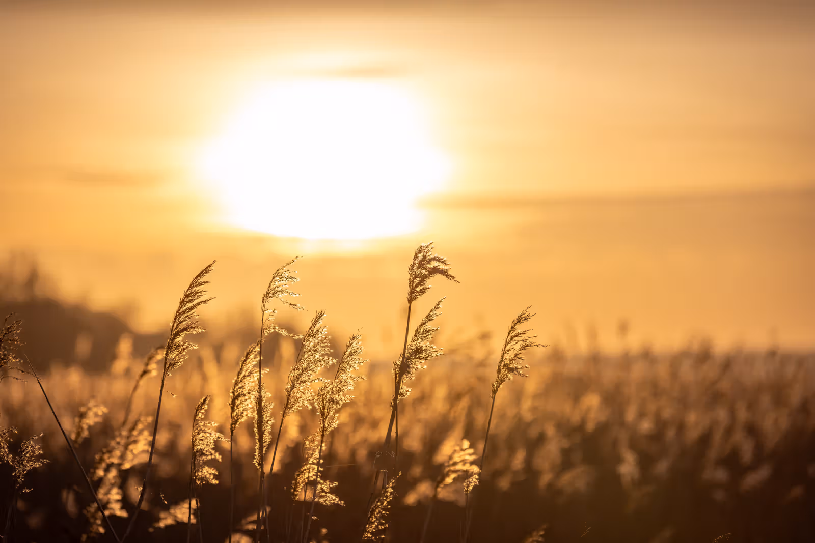 Gouden riet bij zonsondergang