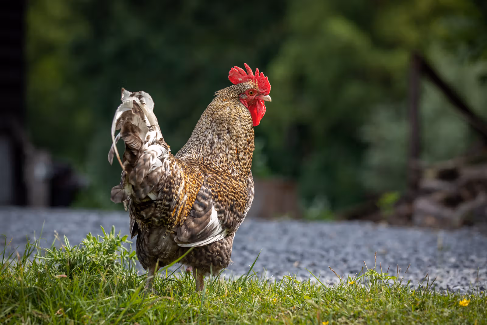 Haan op gras