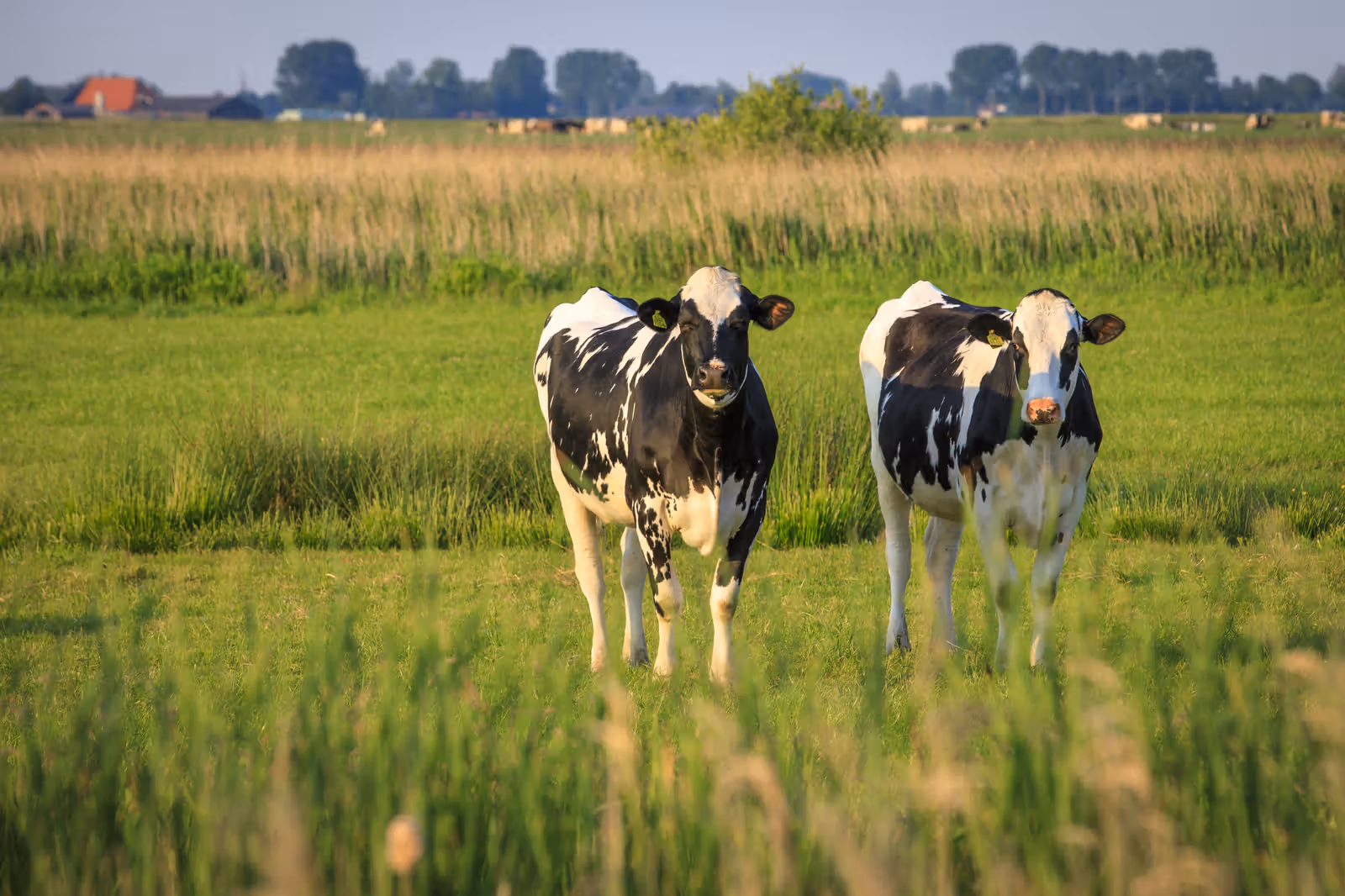 Twee koeien in groen weiland