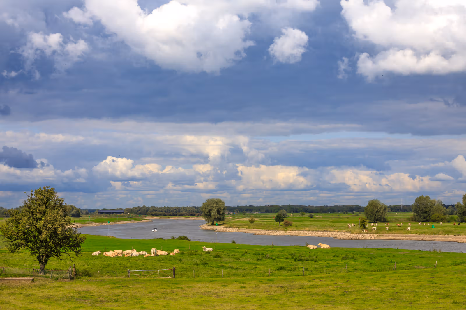 Rivierlandschap met grazende koeien
