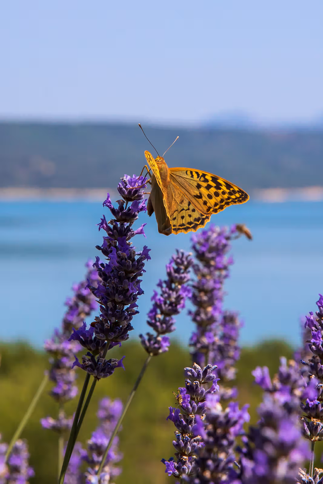 Vlinder op lavendel