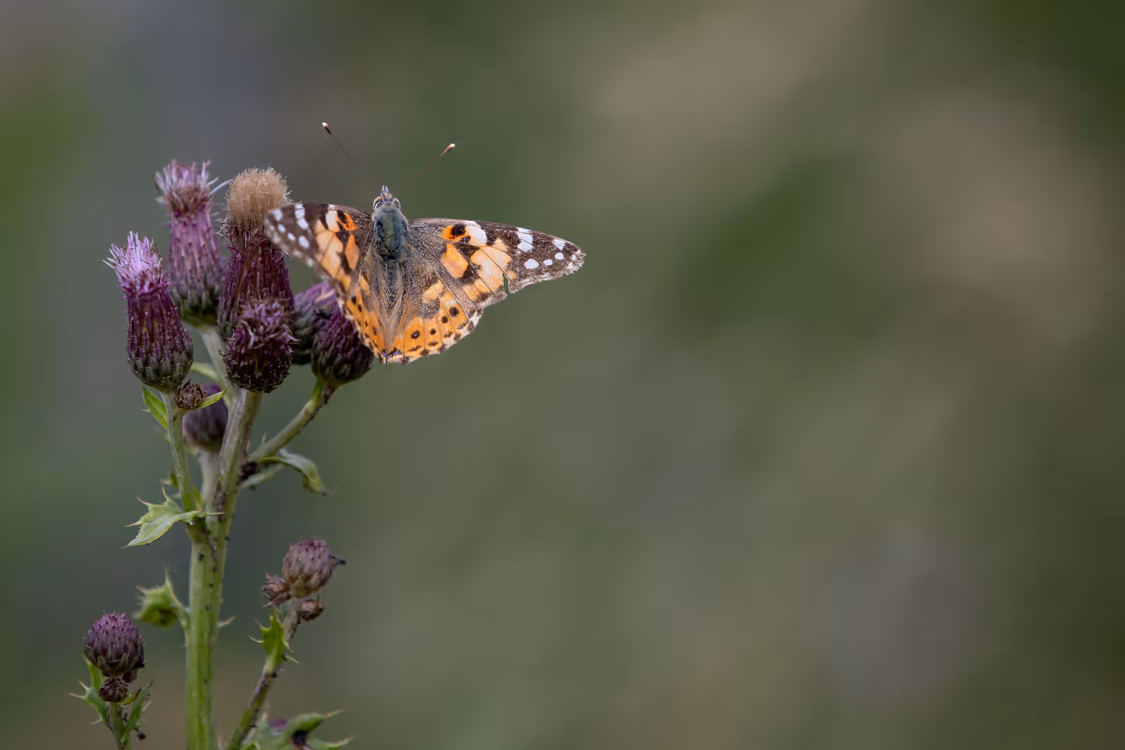 Vlinder op distel