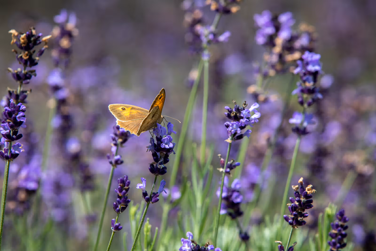 Vlinder op lavendel