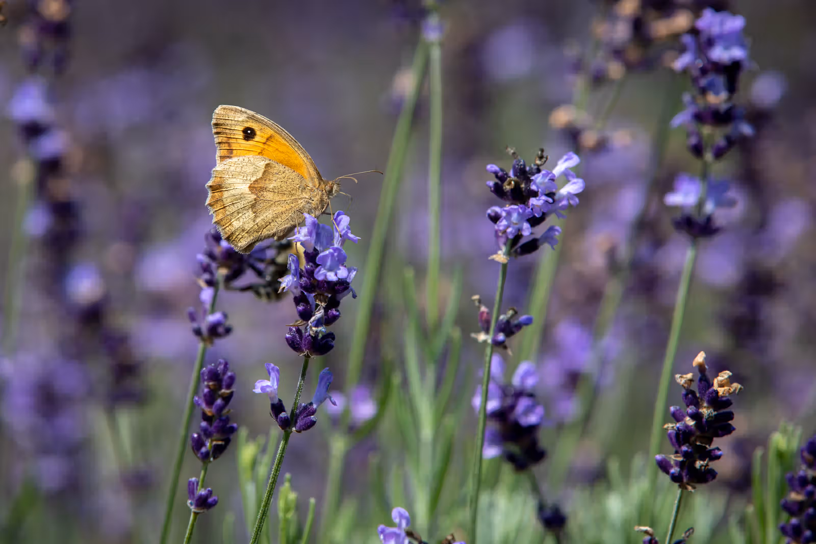 Vlinder op lavendel