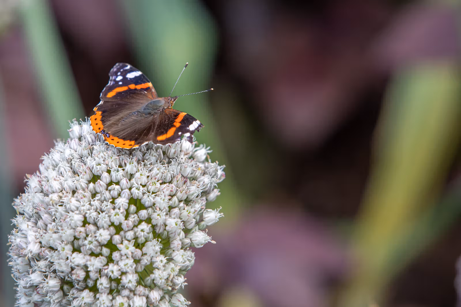 Vlinder op witte bolbloem