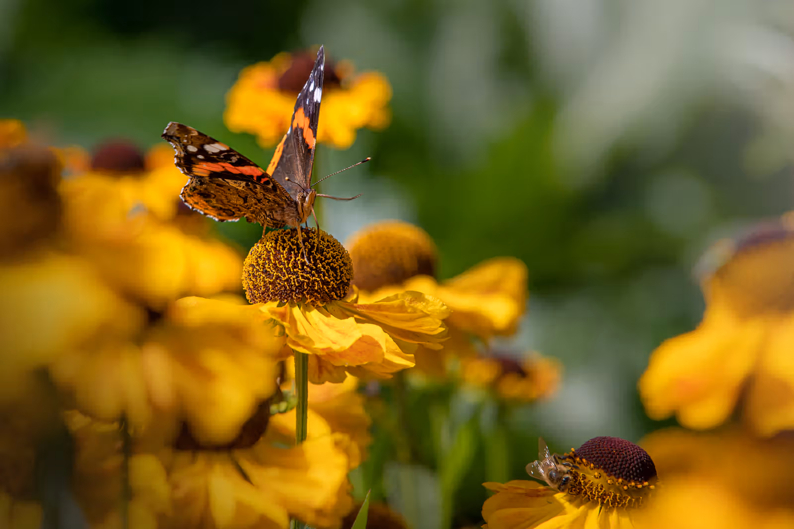 Vlinder op gele bloem