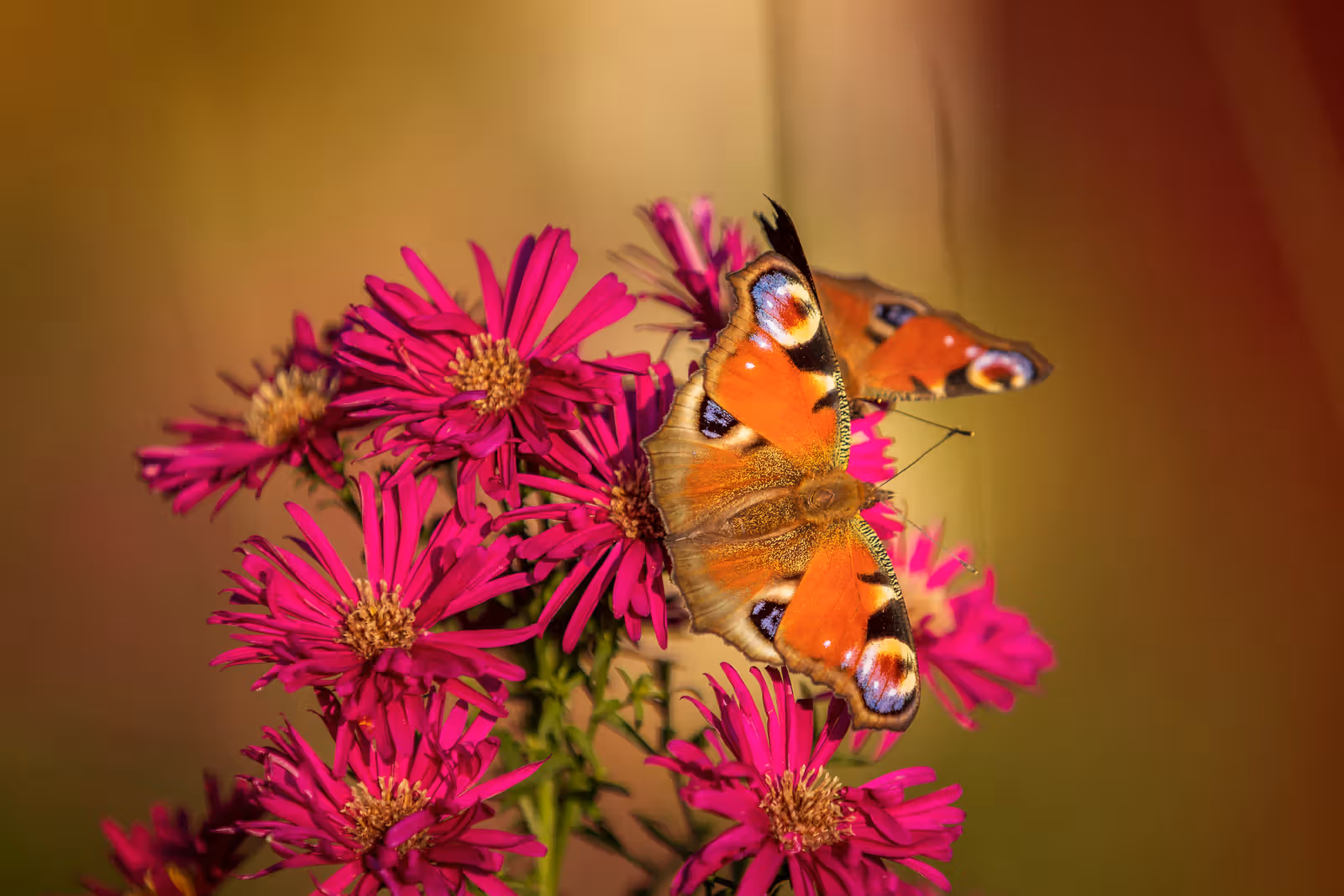 Vlinder op paarse bloemen