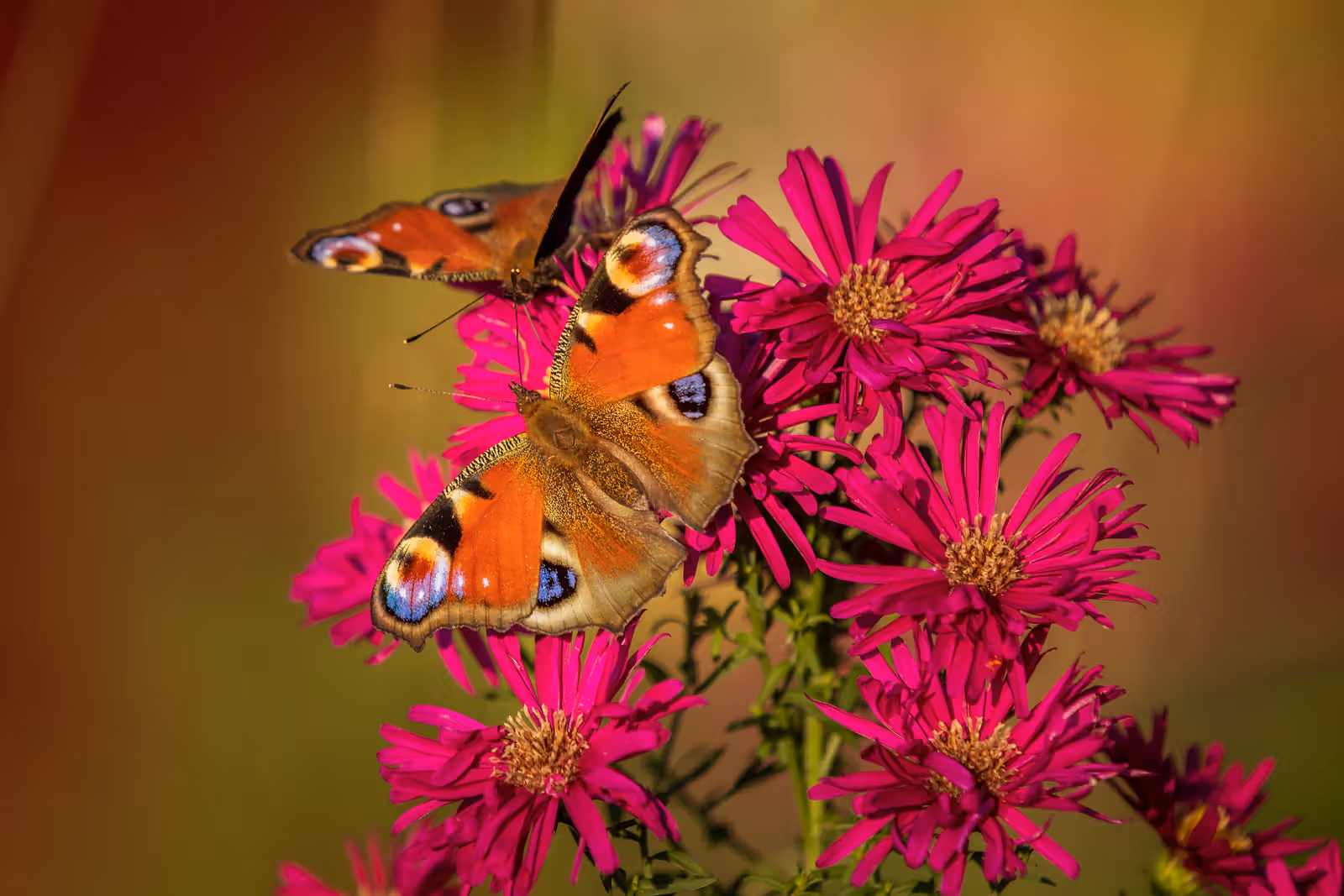 Vlinder op roze bloemen