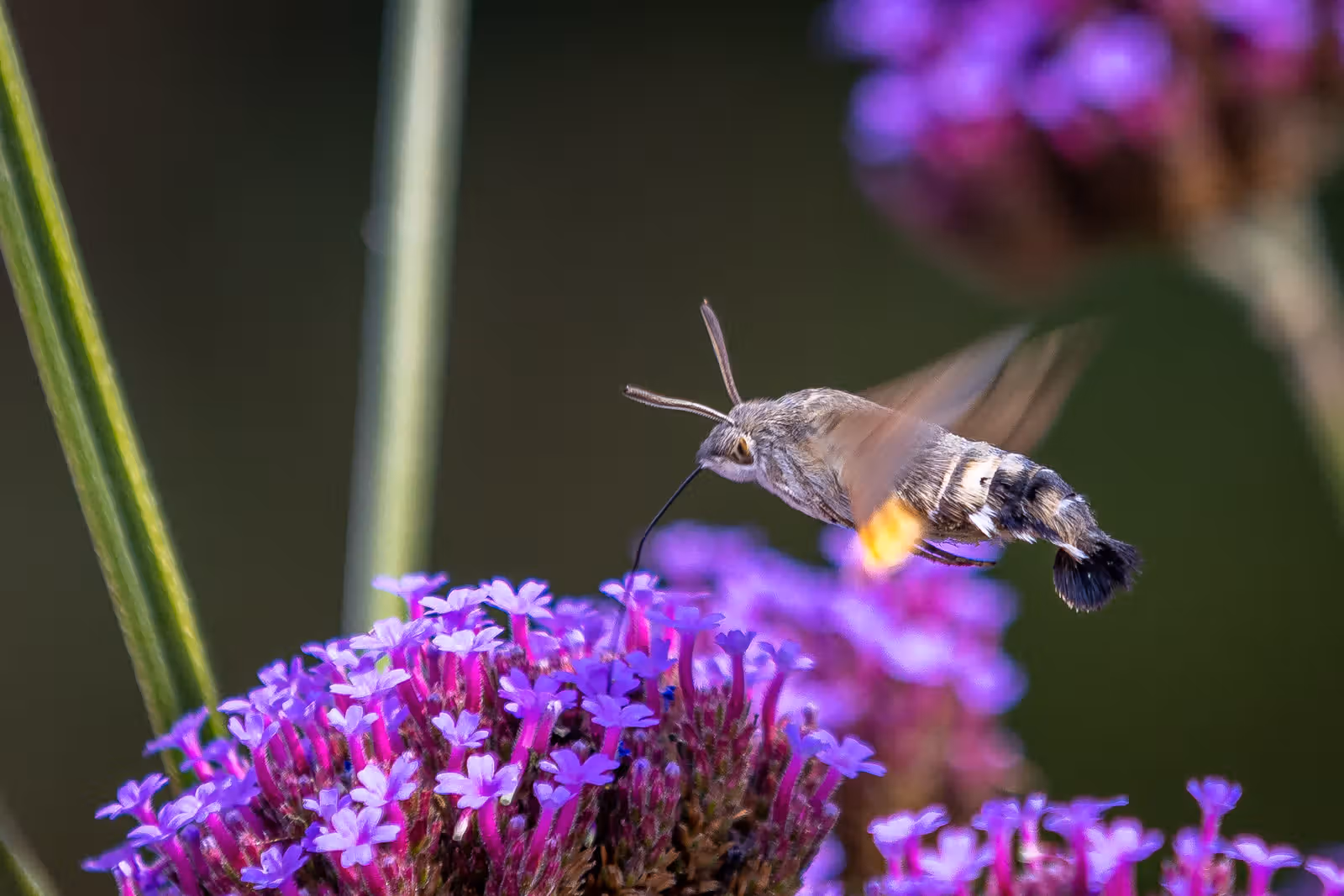 Kolibrievlinder bij paarse bloemen