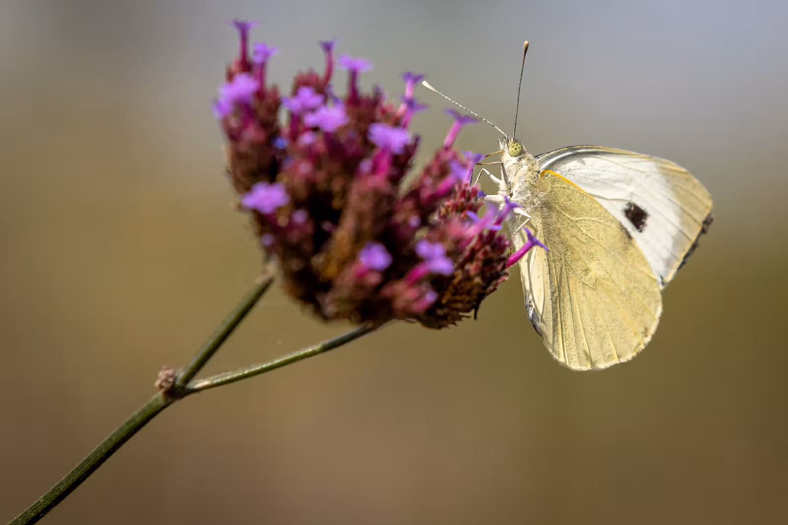Witte vlinder op paarse bloem