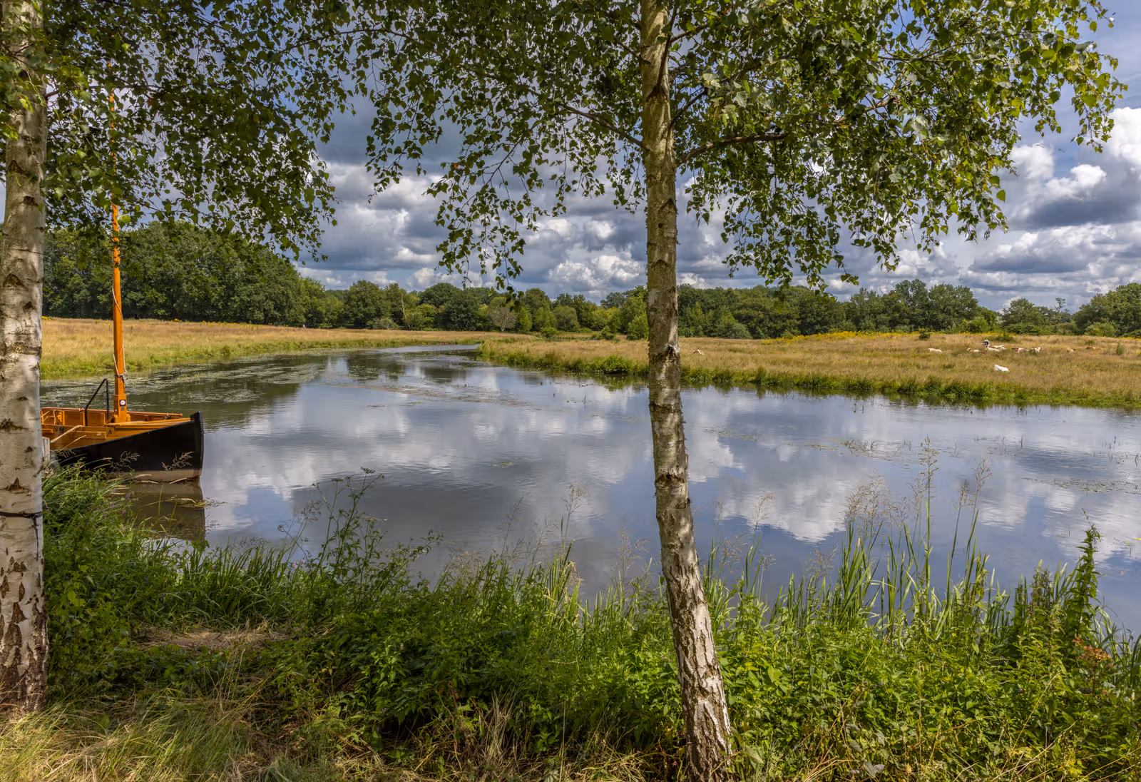 Landelijk waterzicht met berk en boot