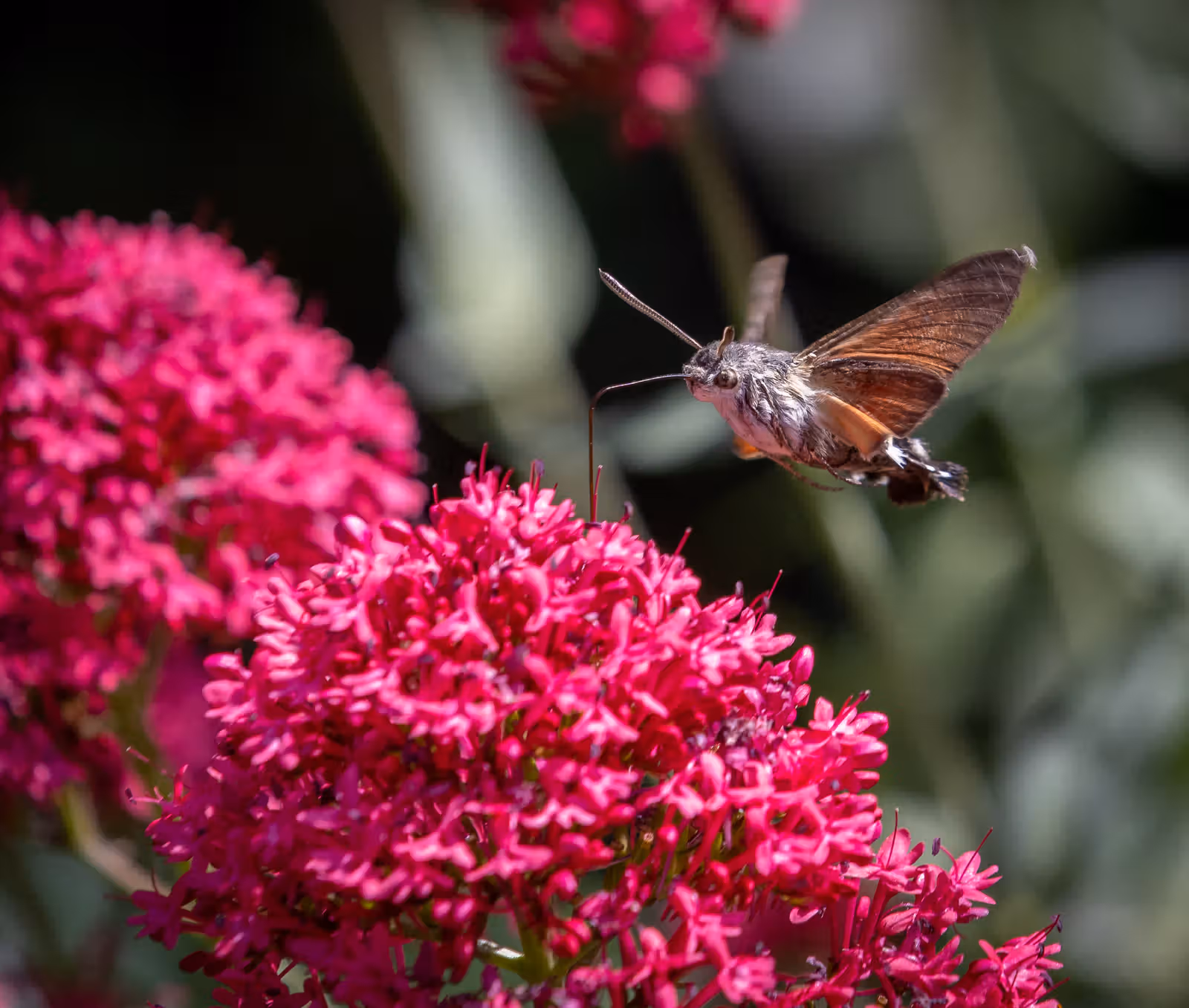 Insect bij felle roze bloemen