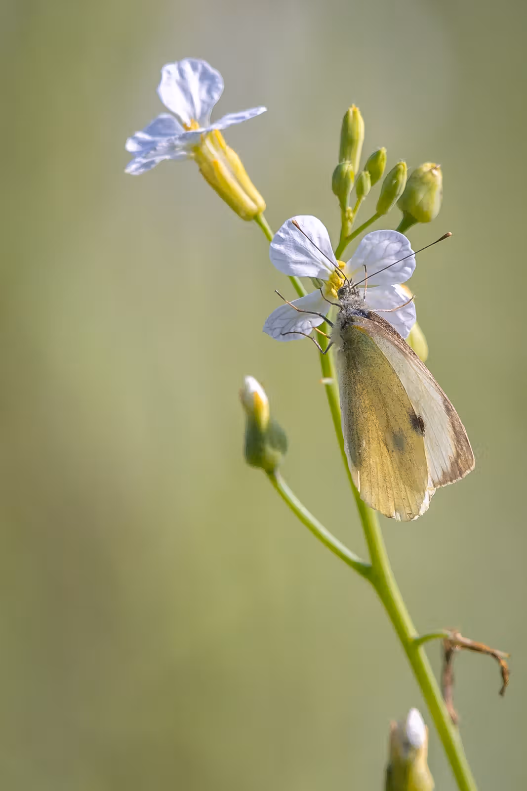 Vlinder op witte bloem