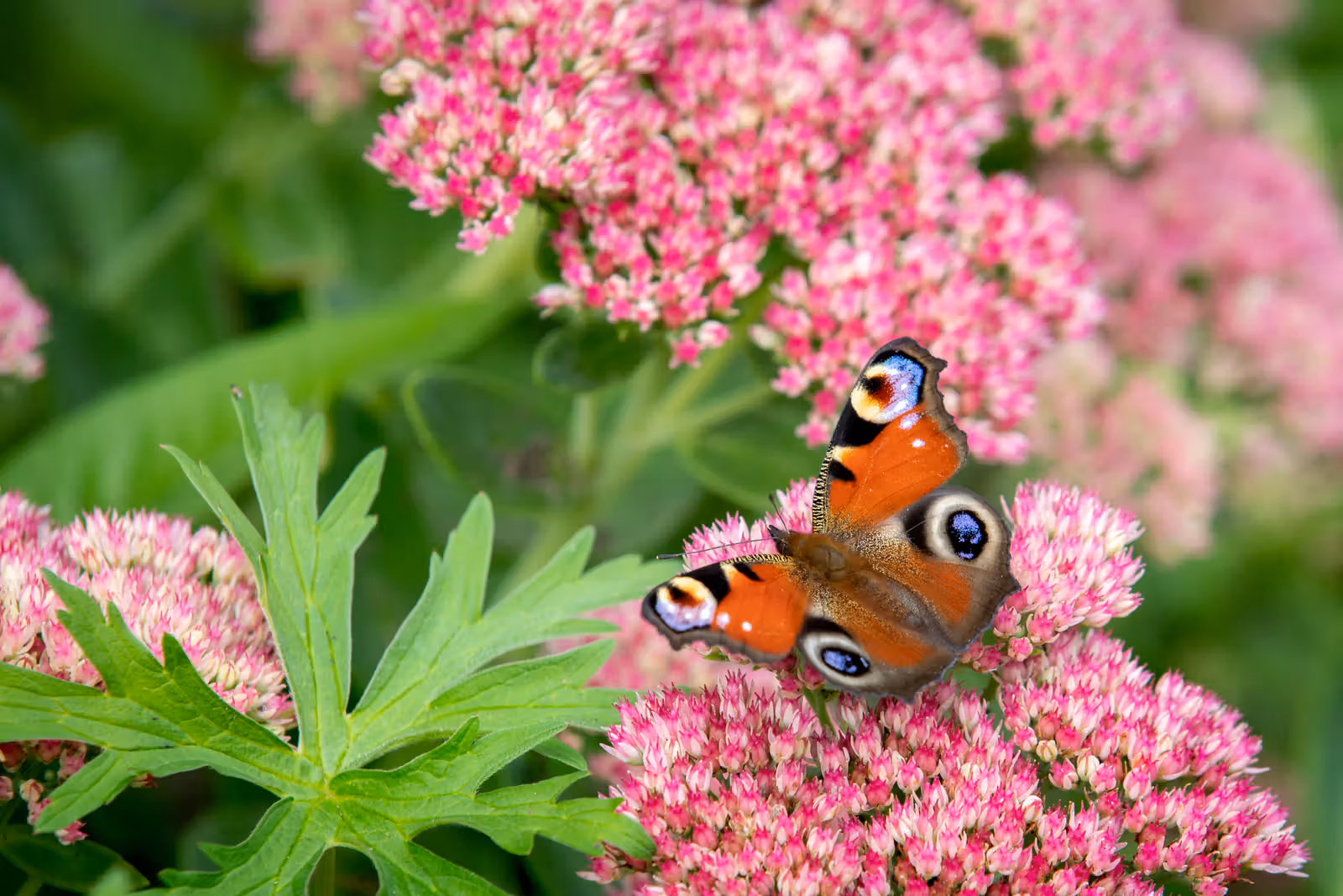 Vlinder op roze bloemen