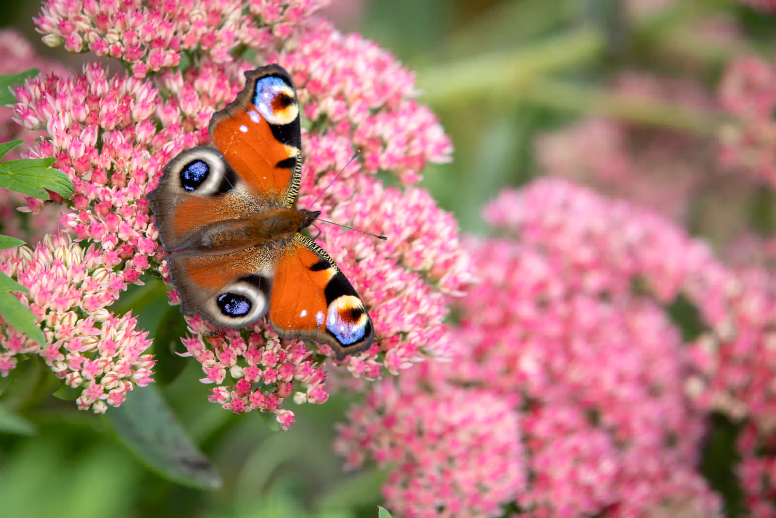 Kleurrijke vlinder op roze bloemen