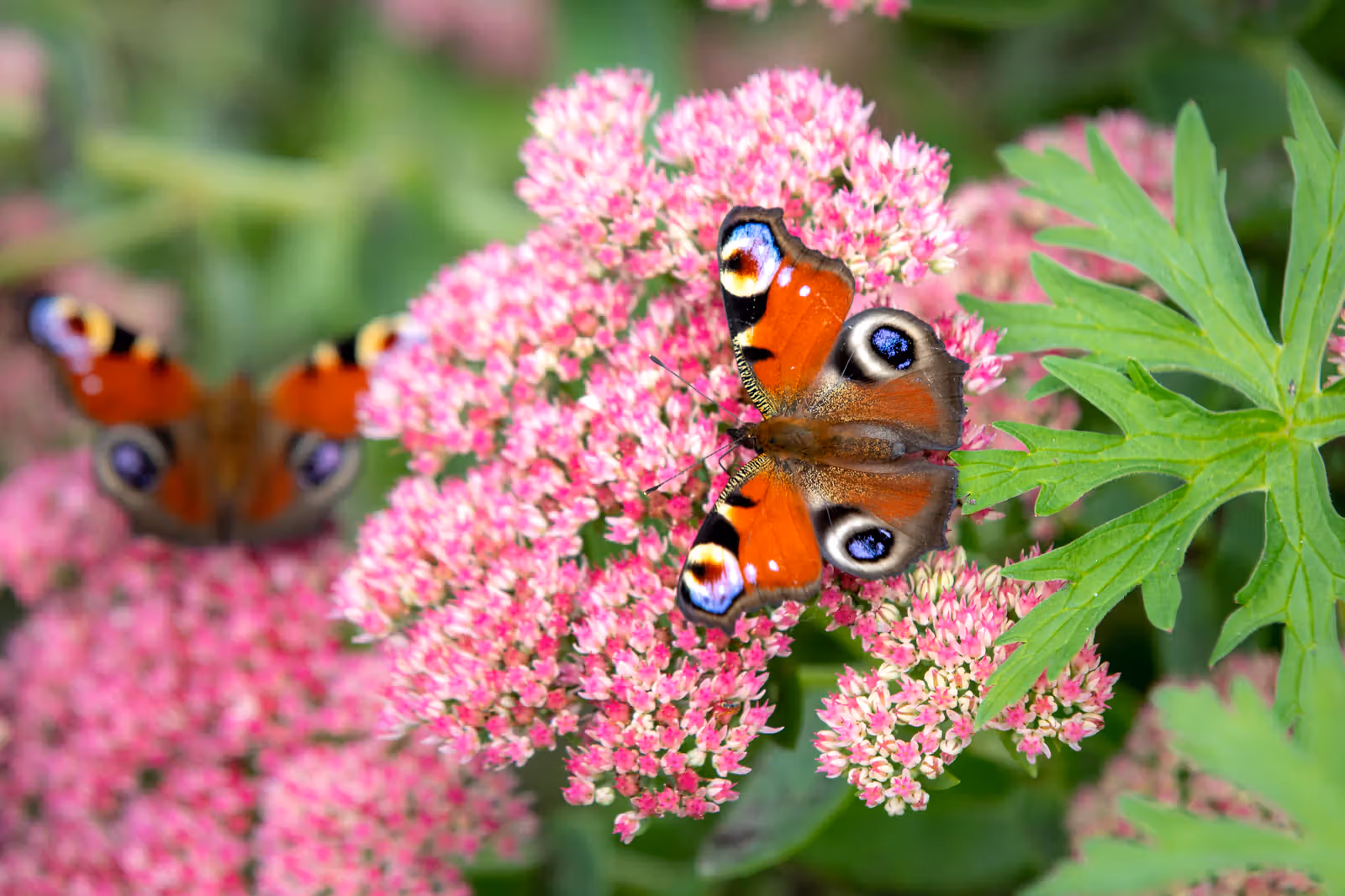 Vlinders op roze bloemen