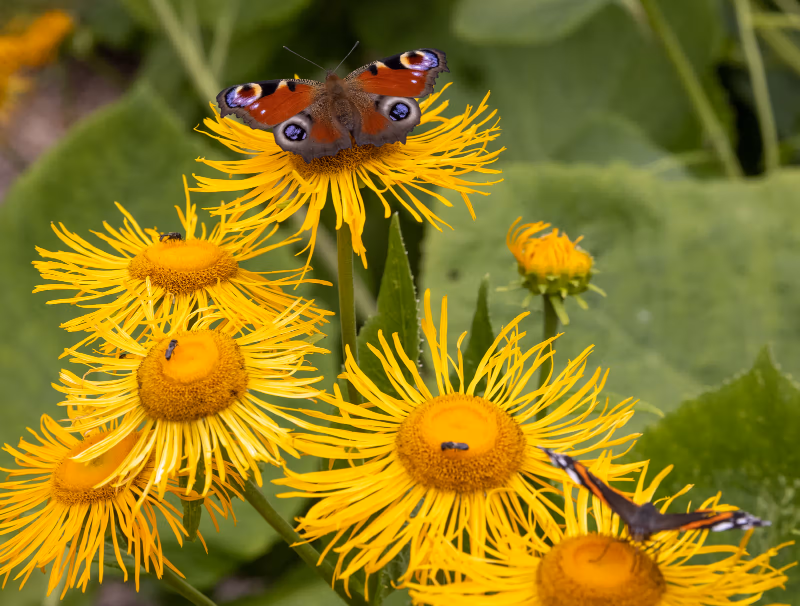 Vlinder op gele bloemen