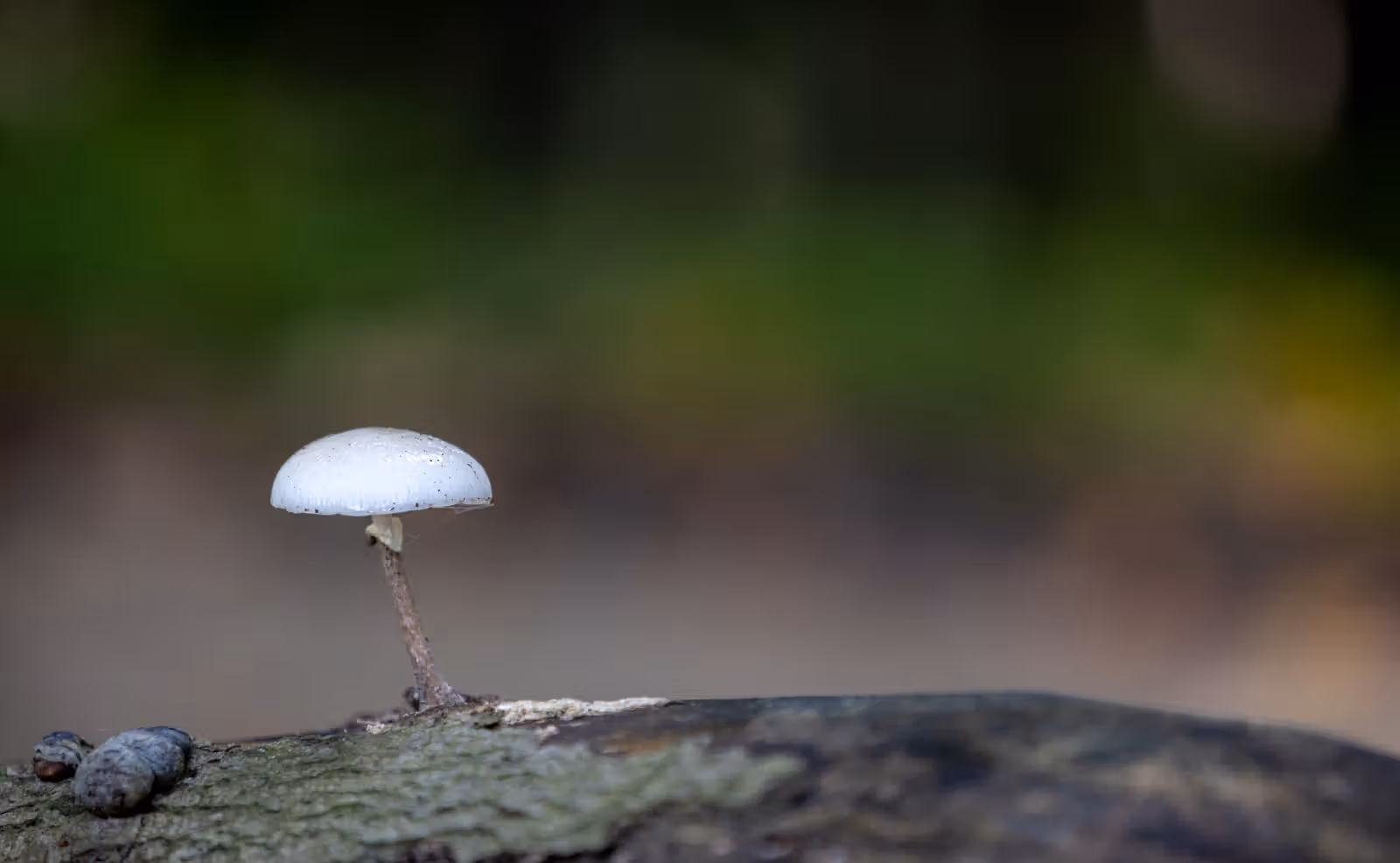 Kleine witte paddenstoel op hout