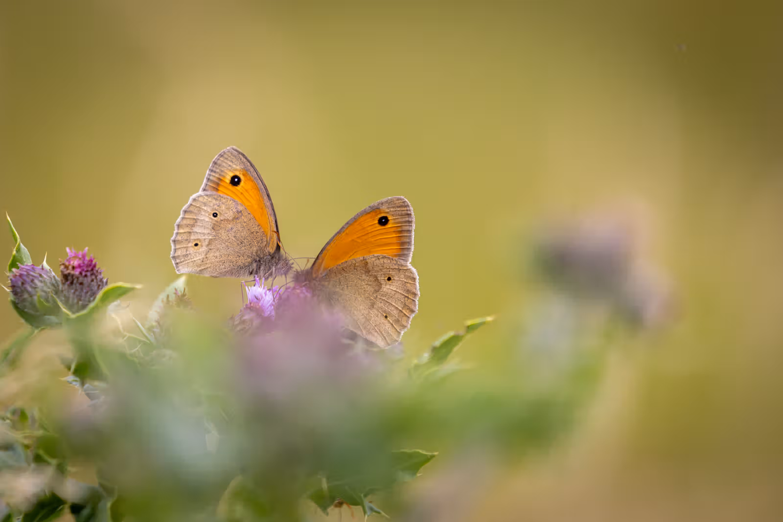 Twee vlinders op paarse distel