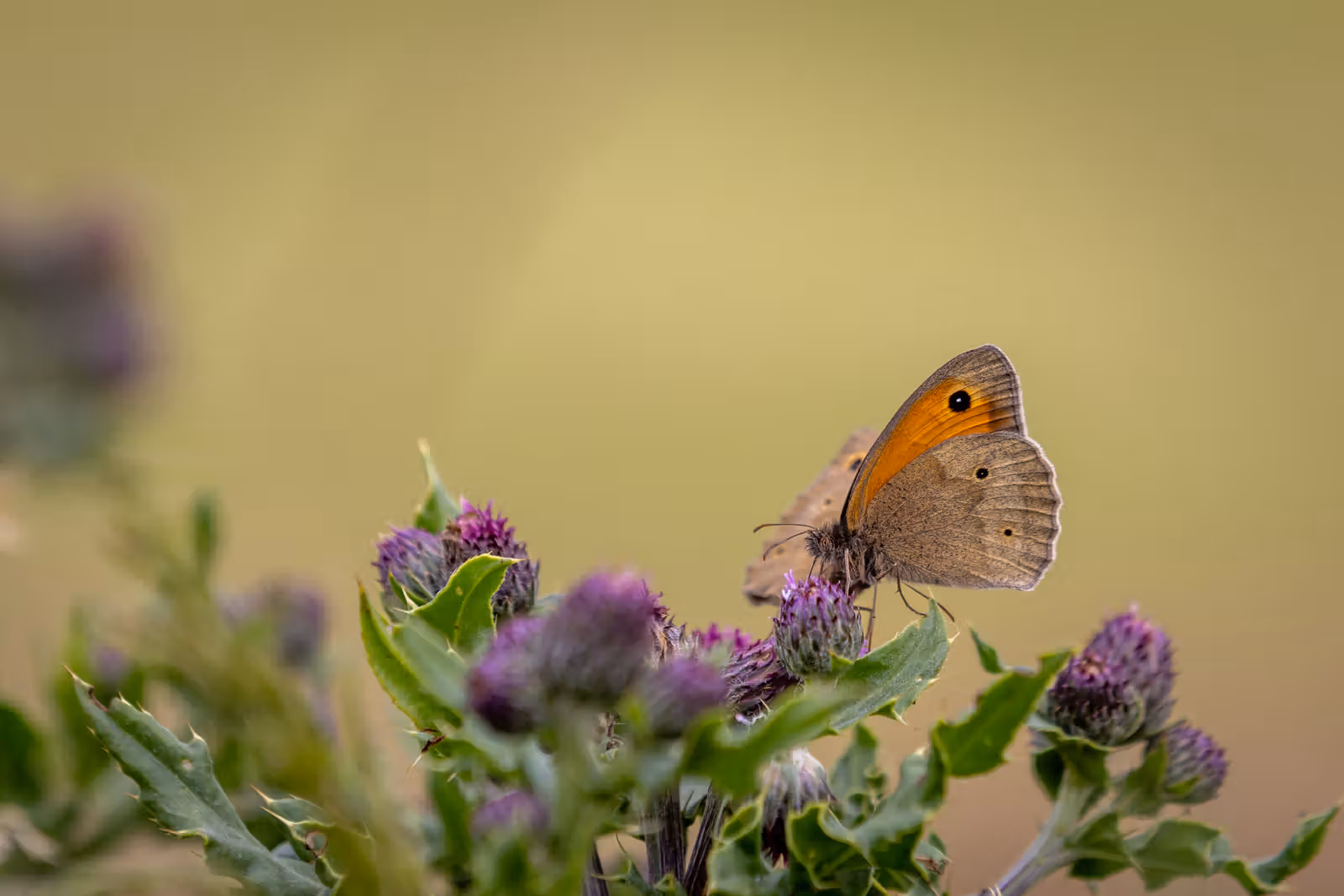 Vlinder op distel