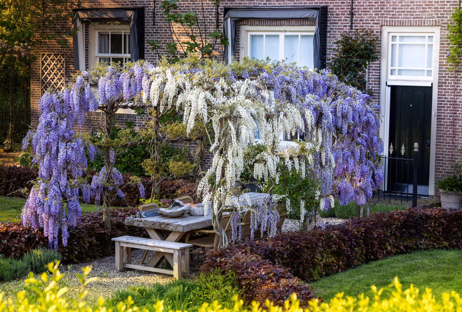 Pergola met blauweregen