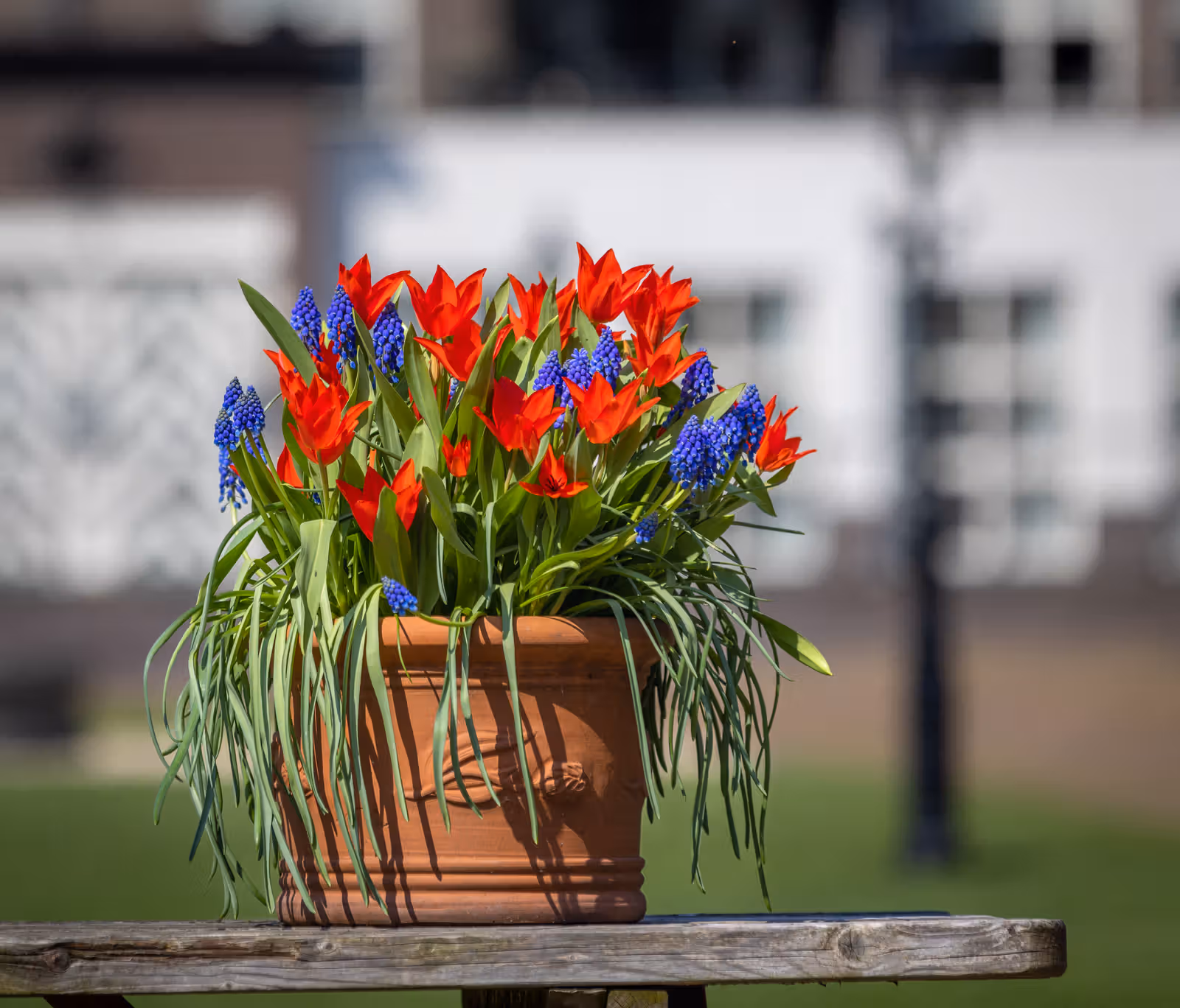 Terracottapot met voorjaarsbloemen
