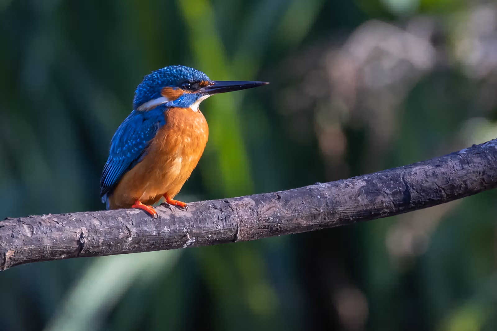 Ijsvogel op tak