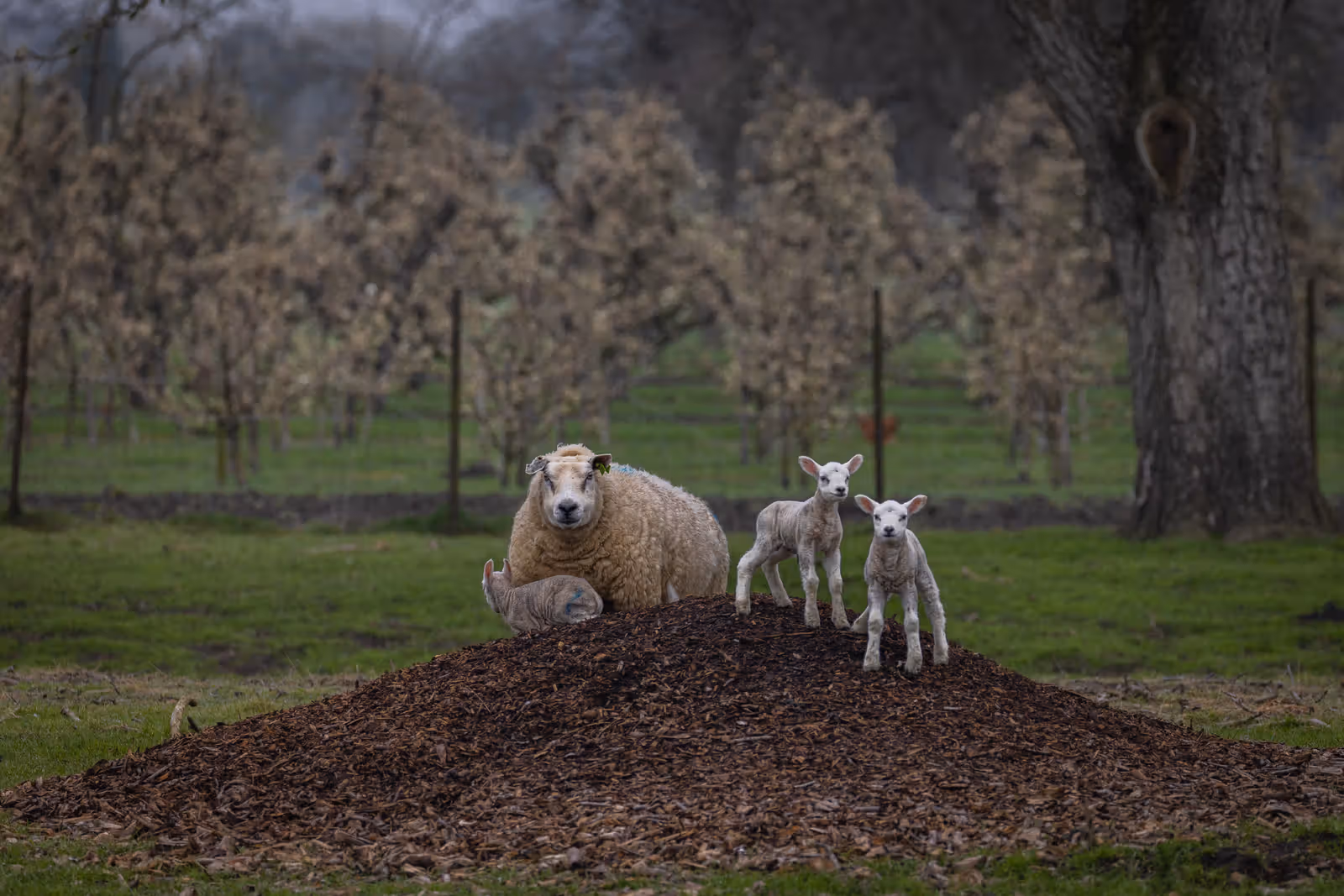 Schaap met lammeren