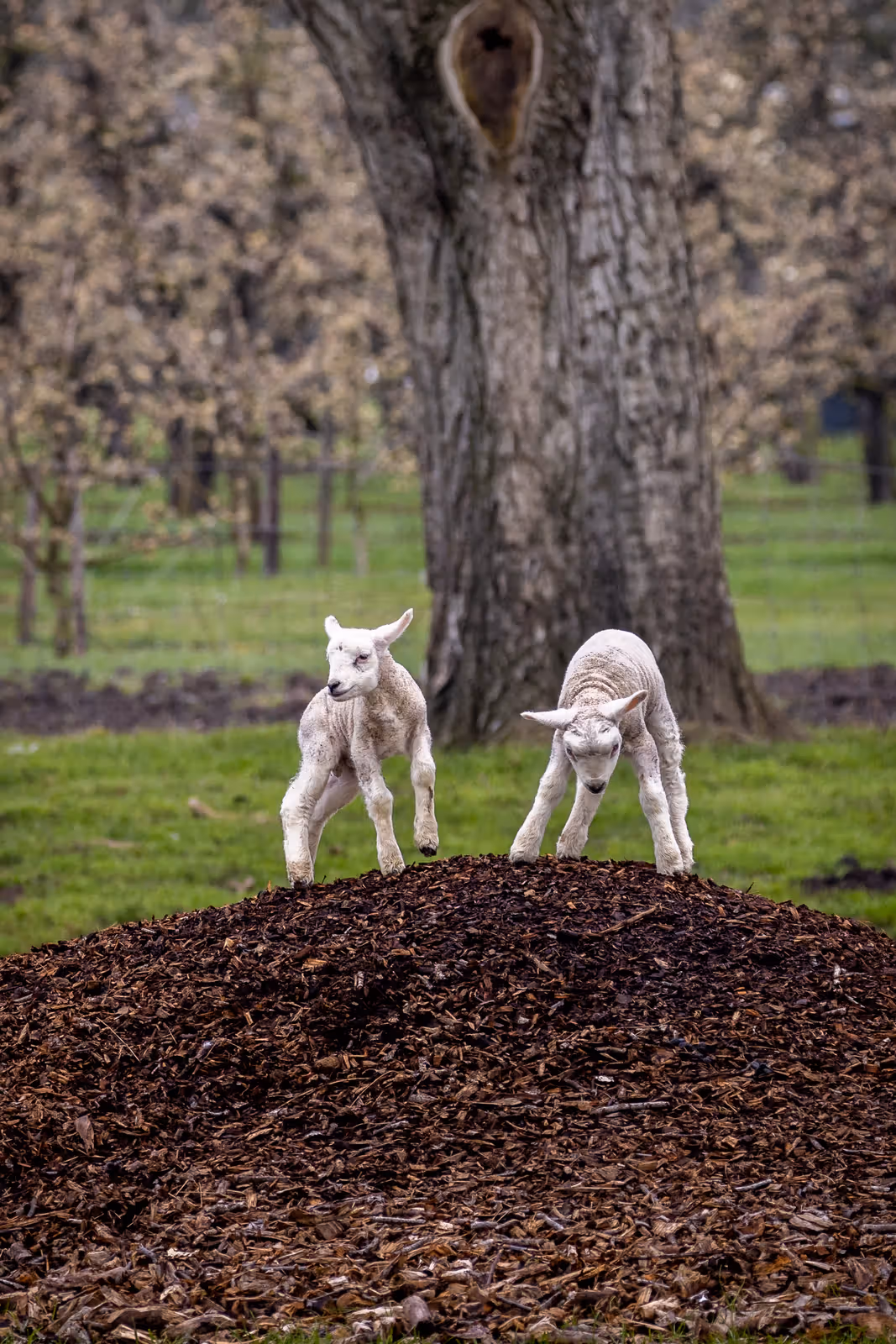 Spelende lammetjes op houtsnippers