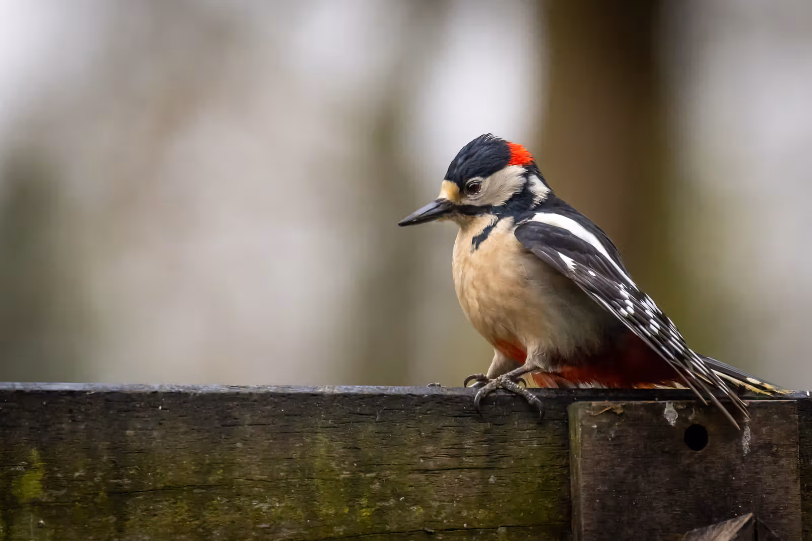 Specht op houten schutting