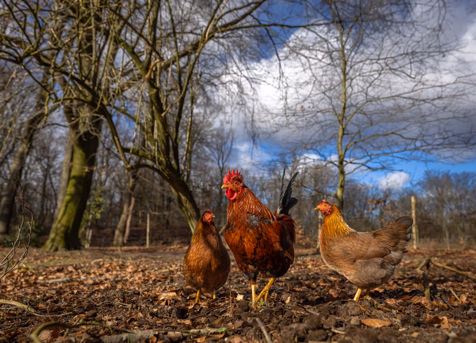 Haan en hennen in het bos