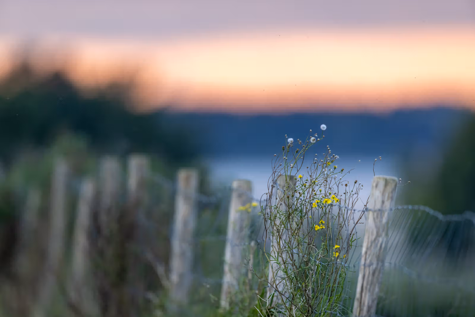 Houten hek met wilde bloemen