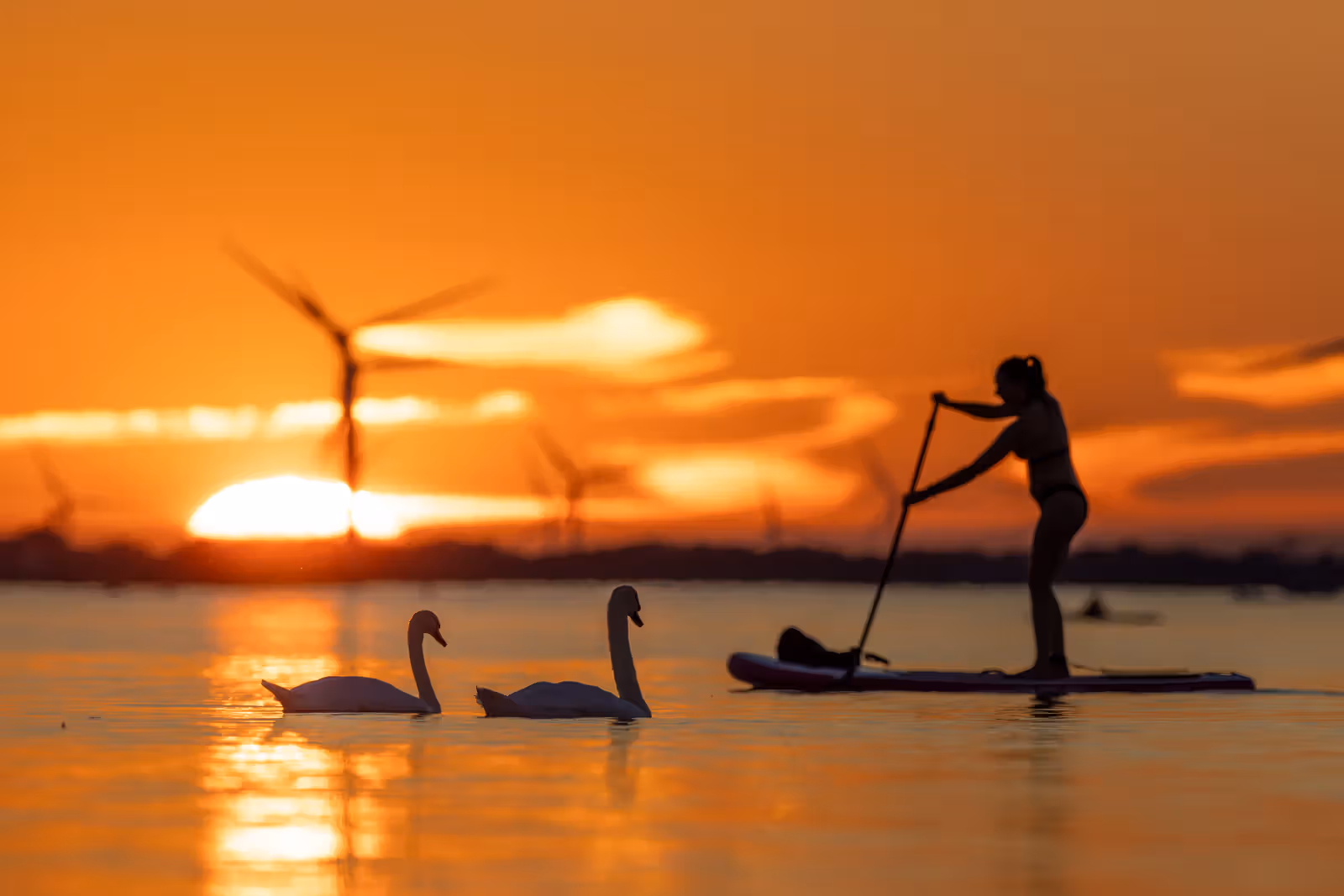Zwanen bij zonsondergang met paddleboarder