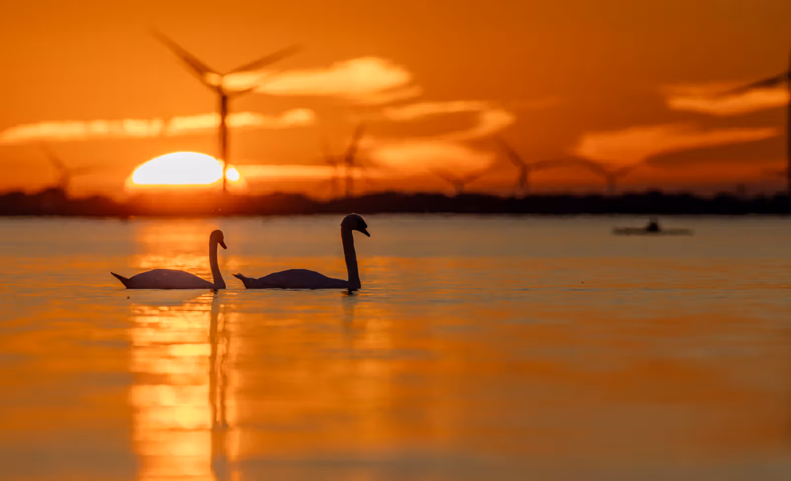 Twee zwanen bij ondergaande zon