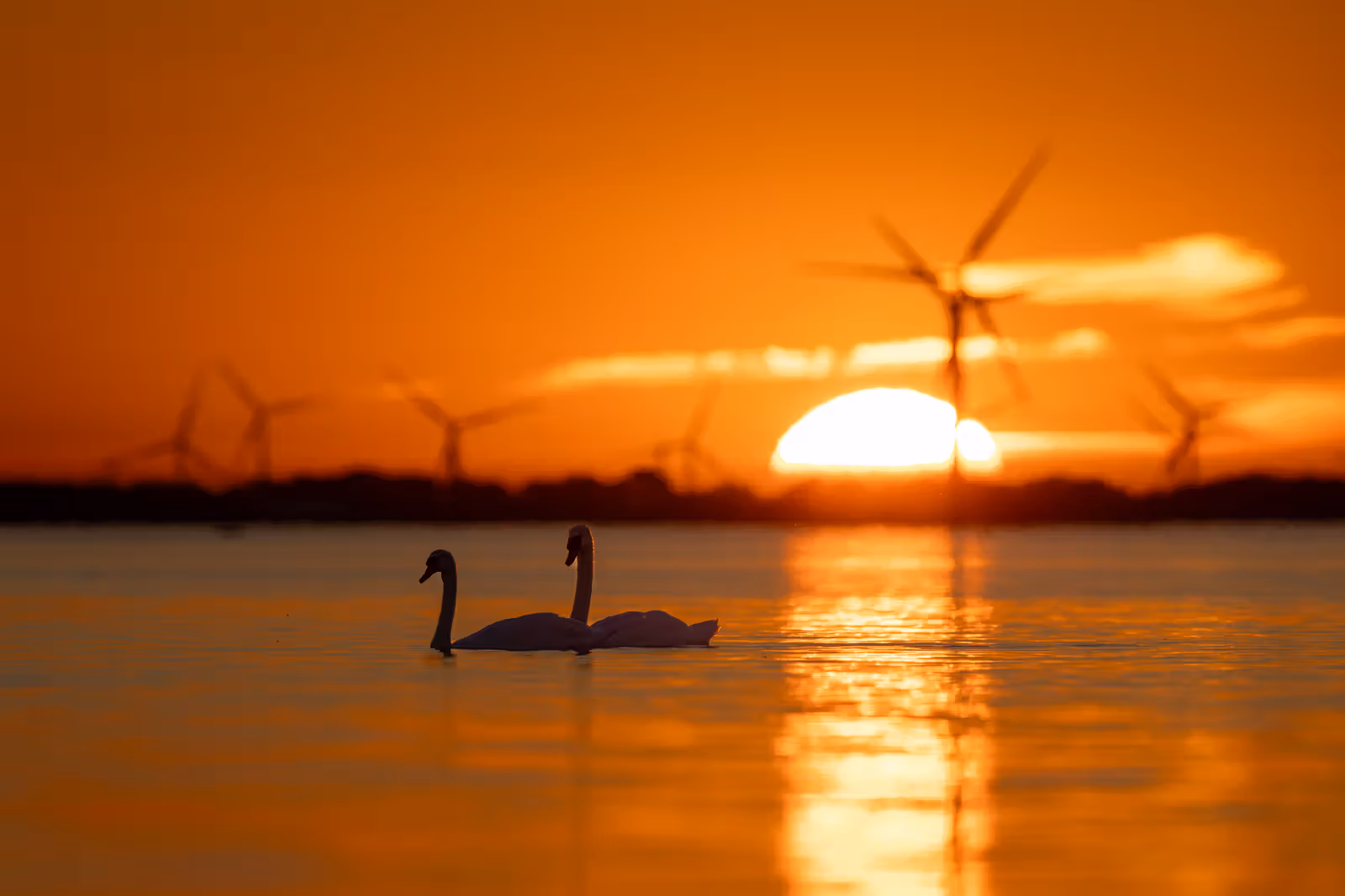 Twee zwanen bij zonsondergang