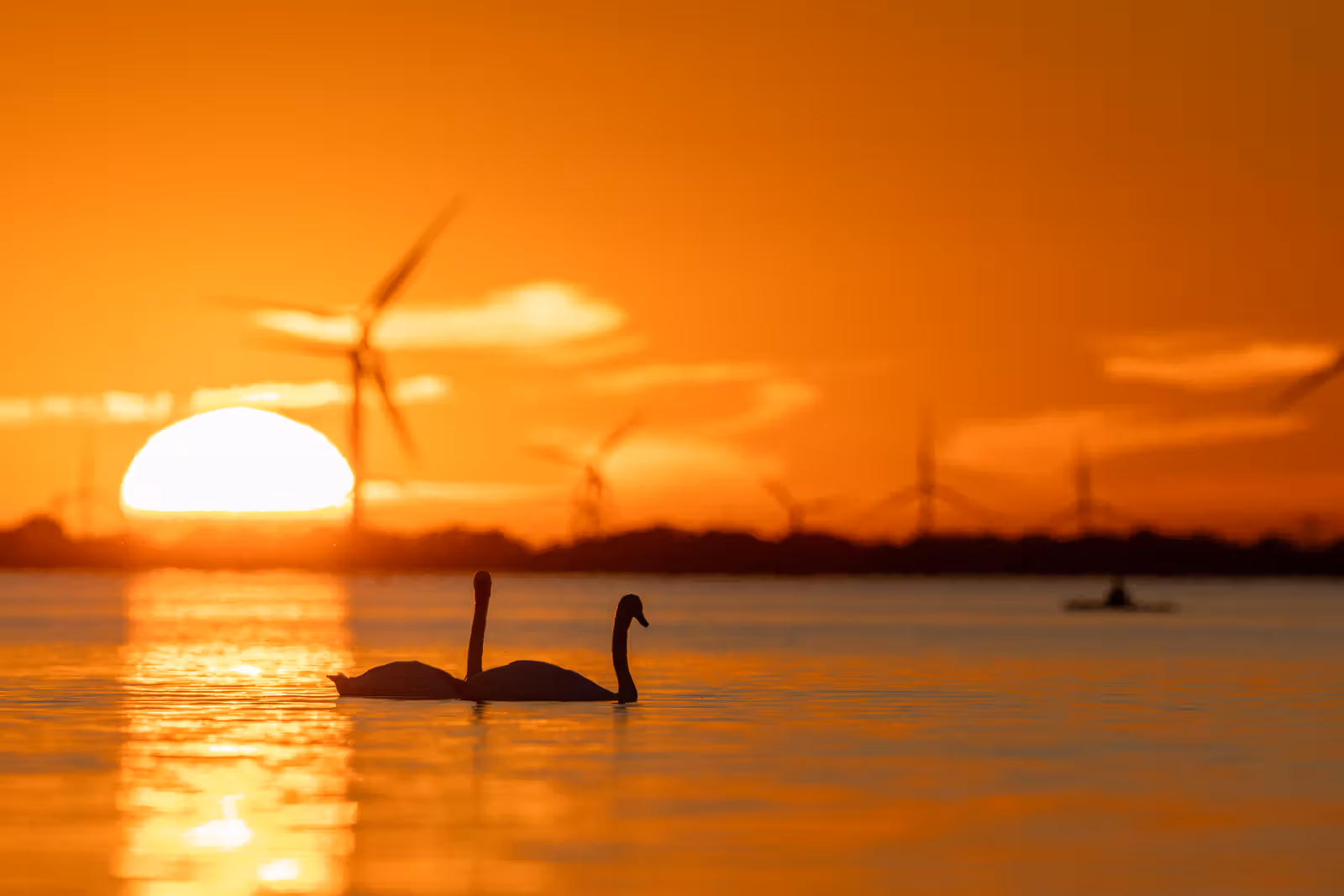 Zwanen bij zonsondergang