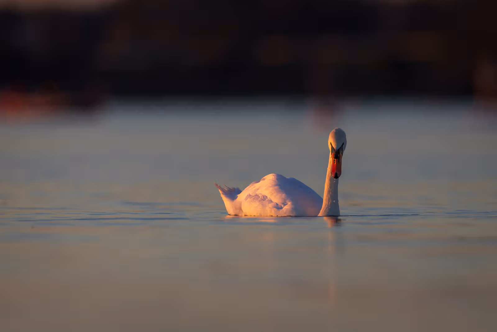 Zwaan in avondlicht